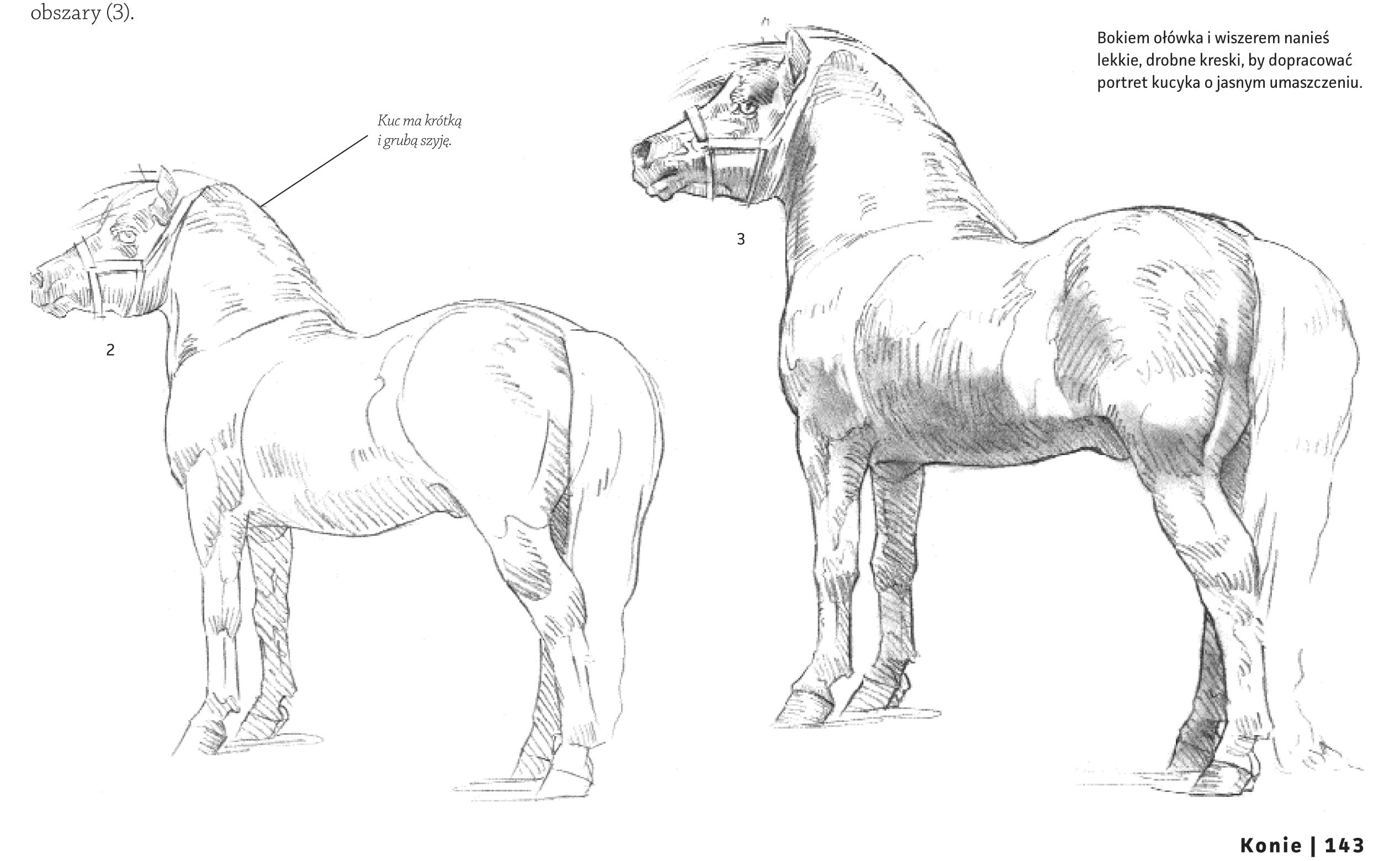 Rysowanie Koni Jak Rysować Konie Praktyczne Porady Rysownika