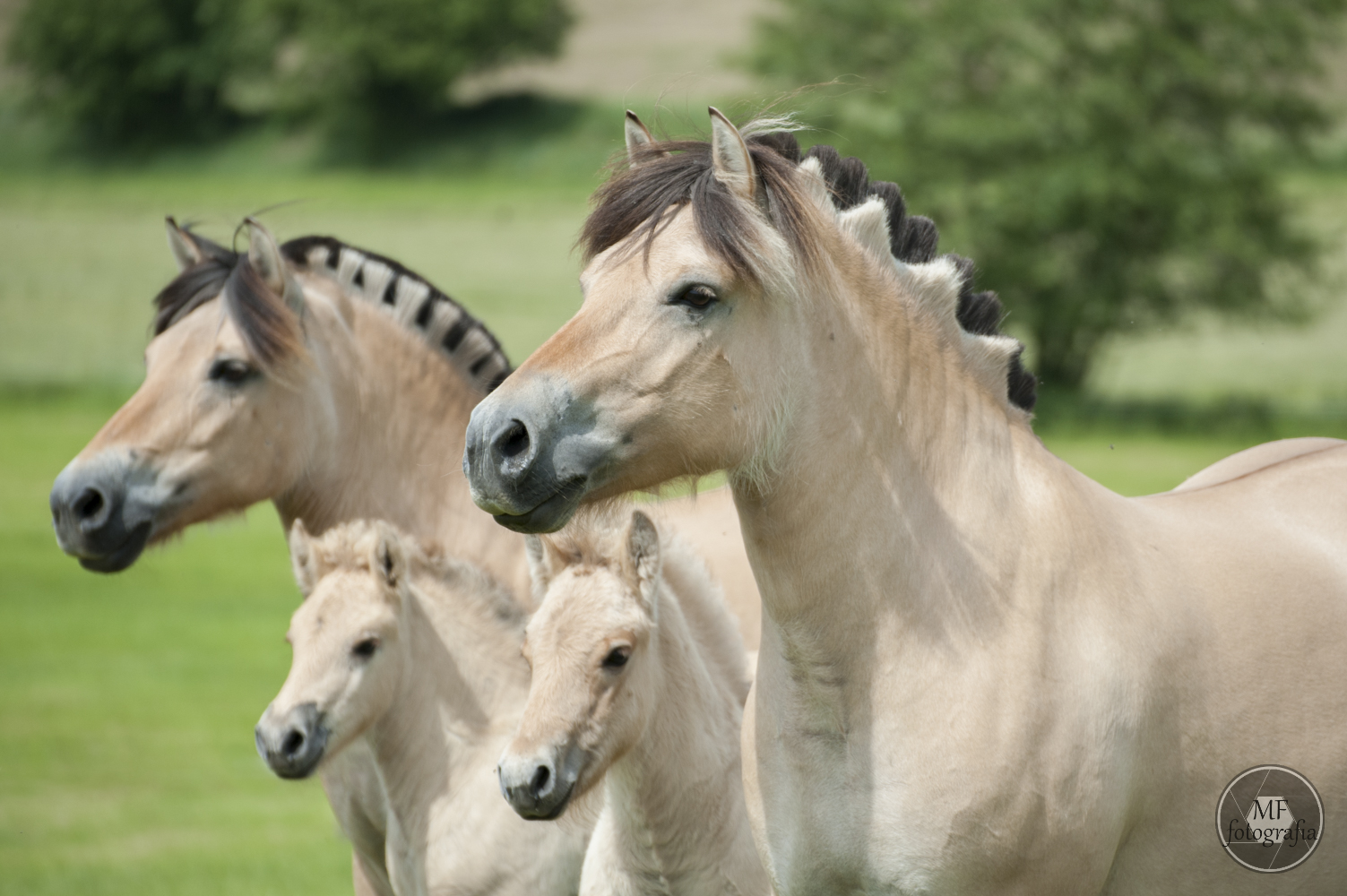 konie-fiordzkie-lucky-horse-pl